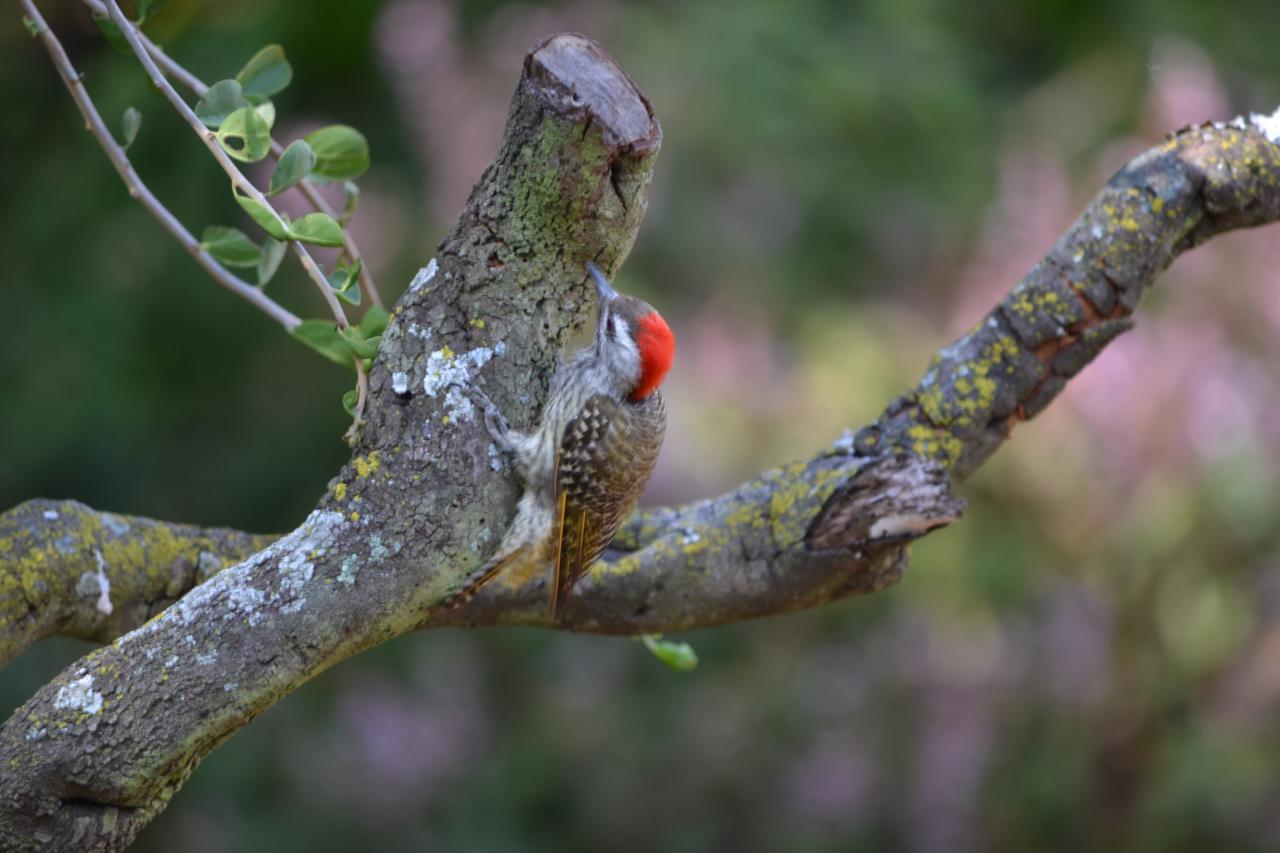 Lydall Wild Tranquil Garden Suites Johannesburg Eksteriør billede