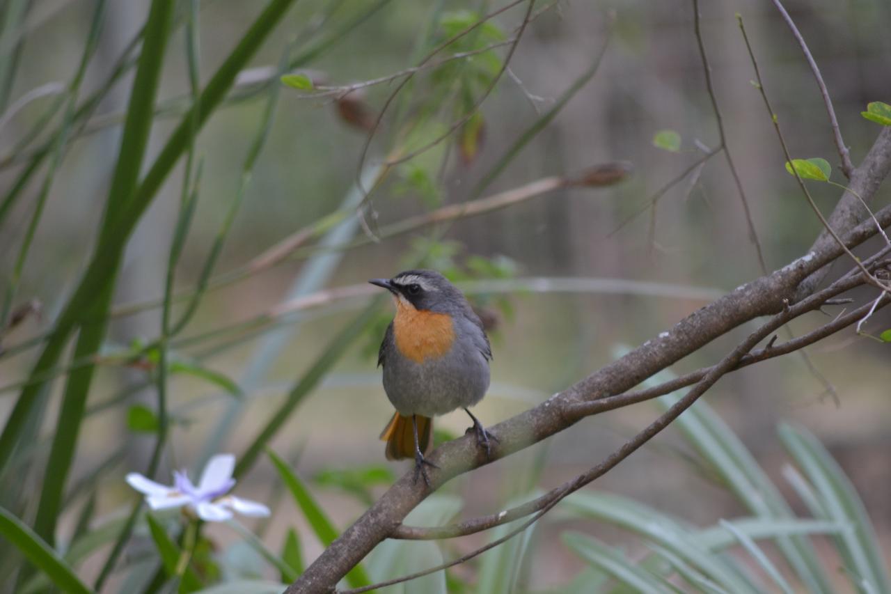 Lydall Wild Tranquil Garden Suites Johannesburg Eksteriør billede